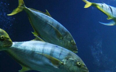 Tonfisk
