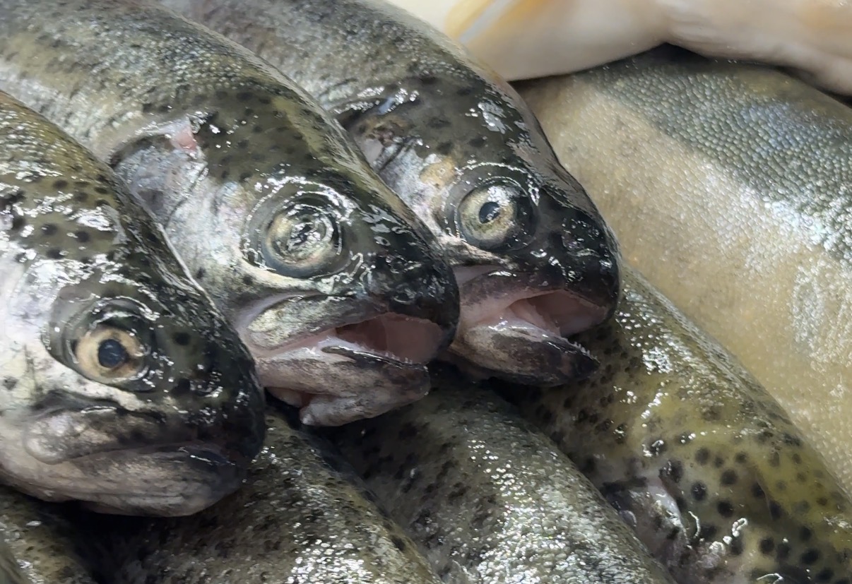 marine stewardship council-logo